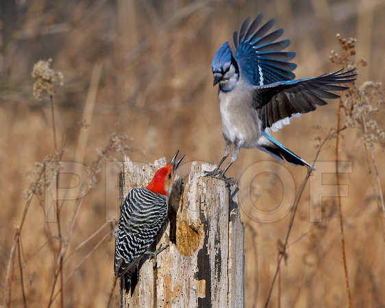 Red-Bellied Woodpecker vs Blue Jay