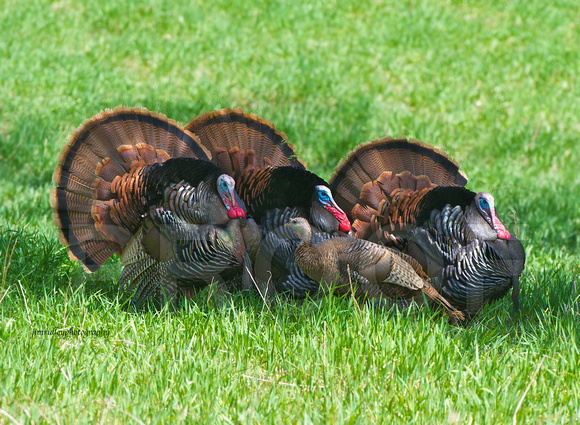 Michigan Wild Turkey's