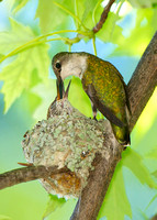 Ruby-throated Hummingbirds