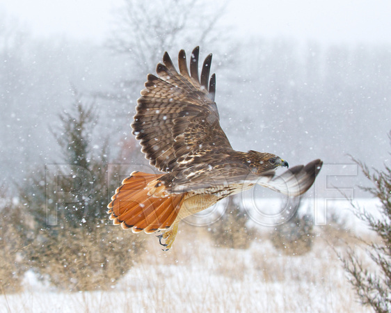 Red-tailed Hawk Flying In Snow