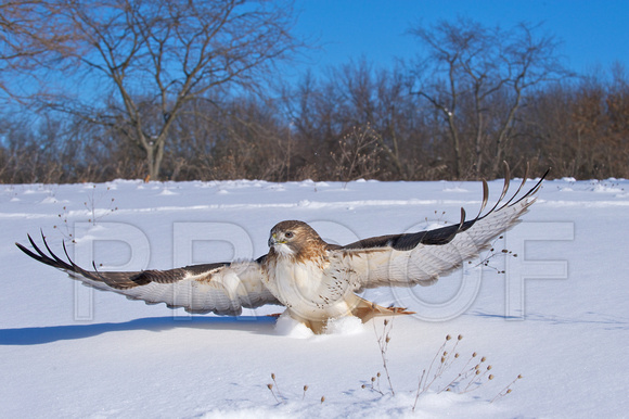 Red-tailed Hawk In Snow
