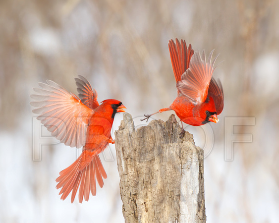 Two Northern Cardinals