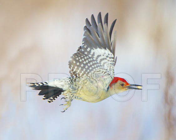 Red-bellied Woodpecker Flying