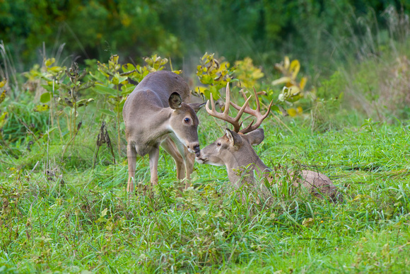 Whitetail Buck and doe kissing