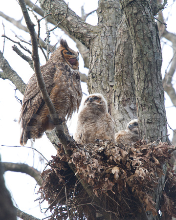 Great Horned Owl with Babies