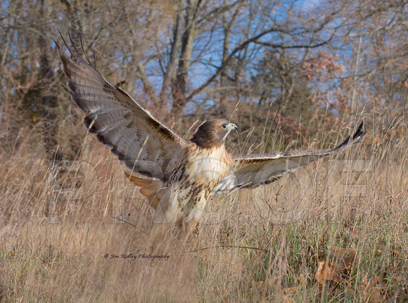 Red-tailed Hawk taking off
