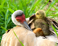 Sandhill Crane and baby colt and goose