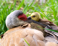 Sandhill Crane and baby goose