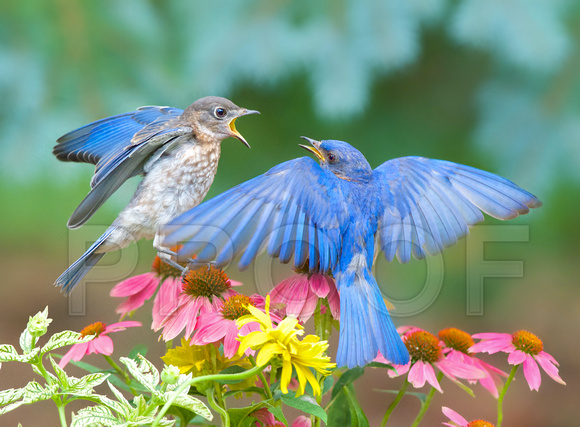 Eastern Bluebird Dad and juvenile