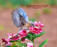 Eastern Bluebird with bible verse
