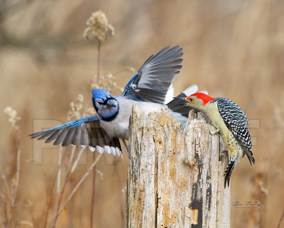 Red-Bellied Woodpecker vs Blue Jay