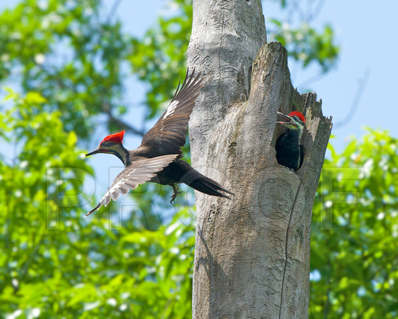 Pileated Woodpecker fly bye