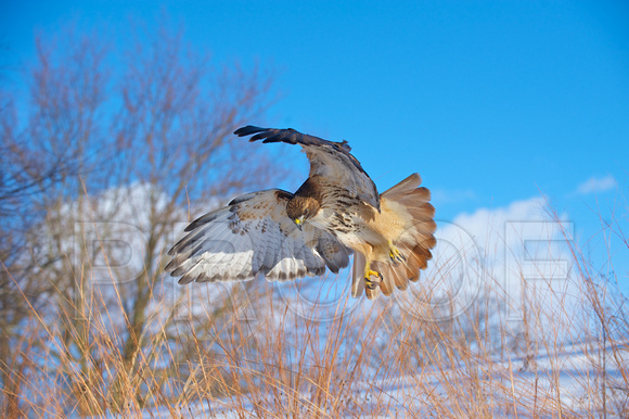 Beautiful Red-tailed Hawk