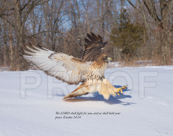 Red-tailed Hawk with Bible verse